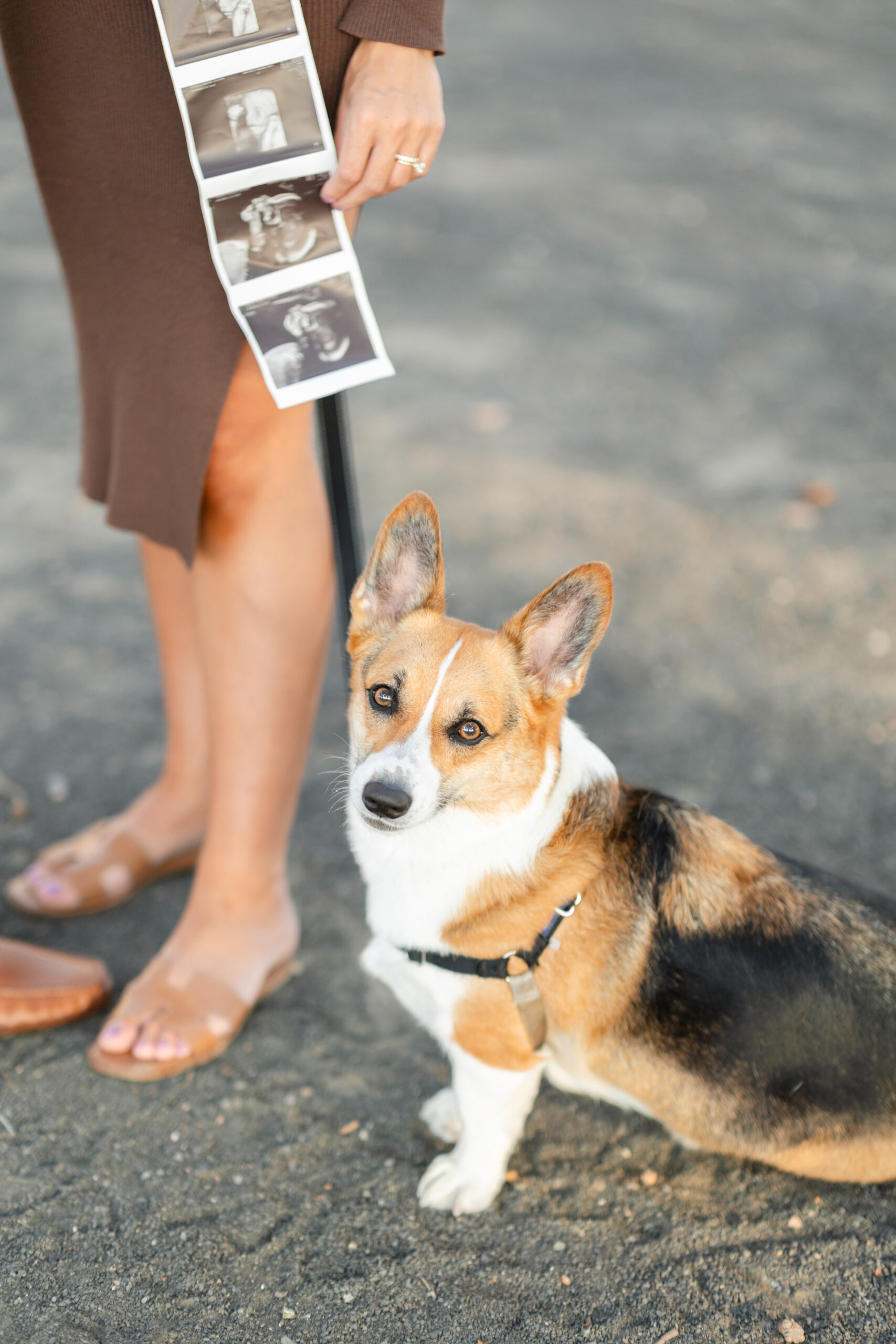 Hoboken Maternity Photos with dog