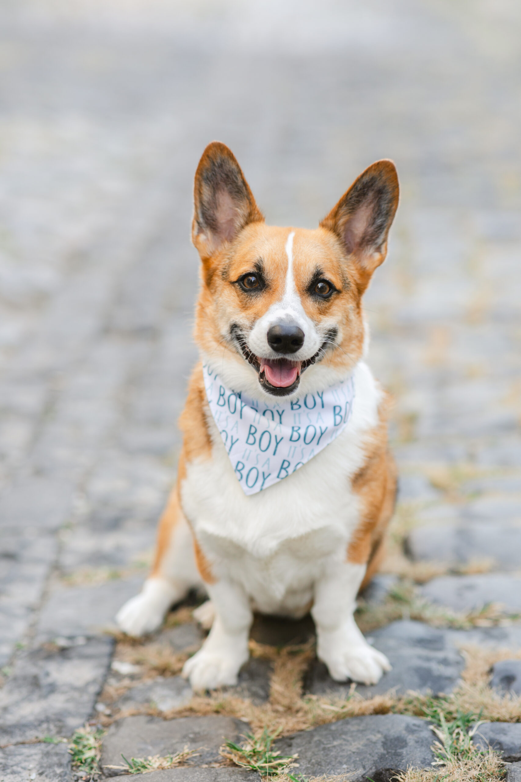 Maternity Photos with Dog Bandana